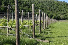 Collio_IMG_2369.JPG