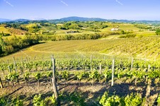 Collio_IMG_2398a.jpg