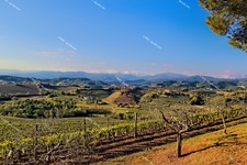 Collio_IMG_2404a.jpg