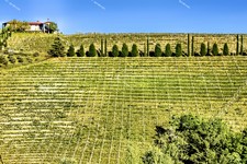 Collio_IMG_2419a1.jpg