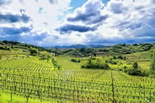 Collio_IMG_2446a.jpg